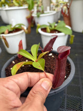 Load image into Gallery viewer, N.northiana x {[(lowii x veitchii) x boschiana] x [(veitchii x maxima) x veitchii]} - Specimen 1
