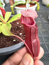 Load image into Gallery viewer, N.northiana x {[(lowii x veitchii) x boschiana] x [(veitchii x maxima) x veitchii]} - Specimen 2
