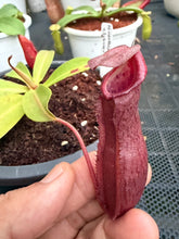 Load image into Gallery viewer, N.northiana x {[(lowii x veitchii) x boschiana] x [(veitchii x maxima) x veitchii]} - Specimen 2
