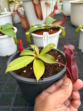 Load image into Gallery viewer, N.northiana x {[(lowii x veitchii) x boschiana] x [(veitchii x maxima) x veitchii]} - Specimen 2
