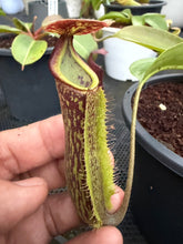 Load image into Gallery viewer, N.boschiana x {[(lowii x veitchii) x boschiana] x [(veitchii x maxima) x veitchii]} - Specimen 1
