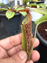 Load image into Gallery viewer, N.boschiana x {[(lowii x veitchii) x boschiana] x [(veitchii x maxima) x veitchii]} - Specimen 1
