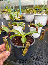 Load image into Gallery viewer, N.boschiana x {[(lowii x veitchii) x boschiana] x [(veitchii x maxima) x veitchii]} - Specimen 1
