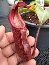Load image into Gallery viewer, N.boschiana x {[(lowii x veitchii) x boschiana] x [(veitchii x maxima) x veitchii]} - Specimen 2
