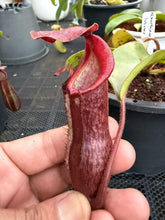 Load image into Gallery viewer, N.boschiana x {[(lowii x veitchii) x boschiana] x [(veitchii x maxima) x veitchii]} - Specimen 2
