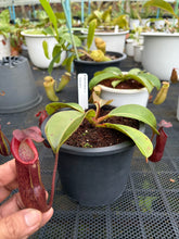 Load image into Gallery viewer, N.boschiana x {[(lowii x veitchii) x boschiana] x [(veitchii x maxima) x veitchii]} - Specimen 2
