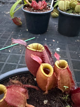 Load image into Gallery viewer, N. ampullaria - Specimen 38

