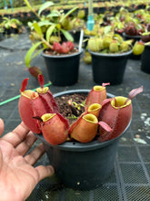 Load image into Gallery viewer, N. ampullaria - Specimen 38
