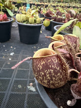 Load image into Gallery viewer, N. ampullaria - Specimen 39
