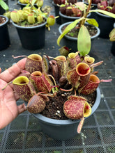 Load image into Gallery viewer, N. ampullaria - Specimen 39

