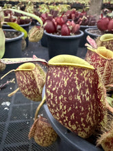 Load image into Gallery viewer, N. ampullaria - Specimen 40
