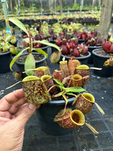 Load image into Gallery viewer, N. ampullaria - Specimen 40
