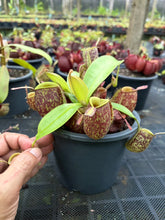 Load image into Gallery viewer, N. ampullaria - Specimen 41
