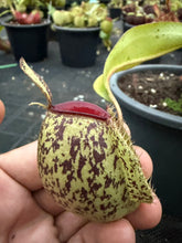 Load image into Gallery viewer, N. ampullaria - Specimen 42
