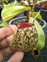 Load image into Gallery viewer, N. ampullaria - Specimen 42
