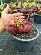 Load image into Gallery viewer, N. ampullaria - Specimen 44

