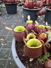 Load image into Gallery viewer, N. ampullaria - Specimen 46
