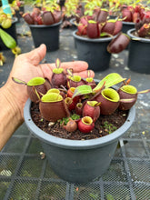 Load image into Gallery viewer, N. ampullaria - Specimen 46
