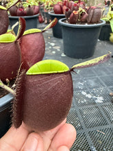 Load image into Gallery viewer, N. ampullaria - Specimen 47
