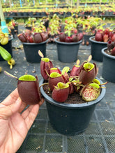 Load image into Gallery viewer, N. ampullaria - Specimen 47
