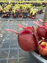 Load image into Gallery viewer, N. ampullaria - Specimen 48
