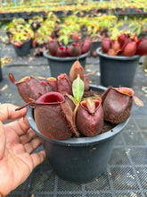 Load image into Gallery viewer, N. ampullaria - Specimen 50

