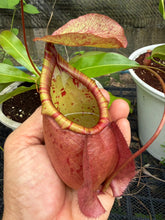 Load image into Gallery viewer, N.(viking x ampullaria) x northiana
