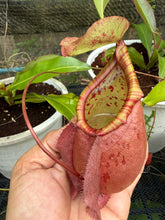 Load image into Gallery viewer, N.(viking x ampullaria) x northiana
