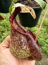 Load image into Gallery viewer, N. rafflesiana - Specimen 2
