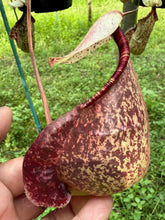 Load image into Gallery viewer, N. rafflesiana - Specimen 3

