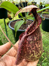 Load image into Gallery viewer, N. rafflesiana - Specimen 4
