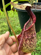 Load image into Gallery viewer, N. rafflesiana - Specimen 5
