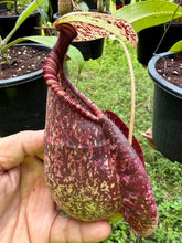 Load image into Gallery viewer, N. rafflesiana - Specimen 6
