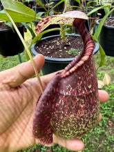 Load image into Gallery viewer, N. rafflesiana - Specimen 6

