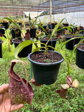 Load image into Gallery viewer, N. rafflesiana - Specimen 6
