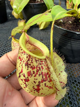 Load image into Gallery viewer, N. hookeriana
