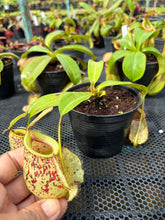 Load image into Gallery viewer, N. hookeriana
