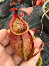 Load image into Gallery viewer, N. kampotiana - Specimen 1
