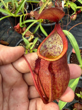 Load image into Gallery viewer, N. kampotiana - Specimen 2

