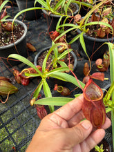 Load image into Gallery viewer, N. kampotiana - Specimen 2

