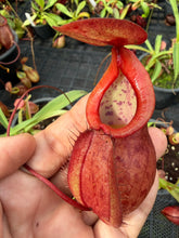 Load image into Gallery viewer, N. kampotiana - Specimen 3
