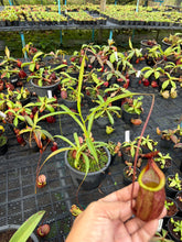 Load image into Gallery viewer, N. kampotiana - Specimen 4
