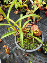Load image into Gallery viewer, N. kampotiana - Specimen 4
