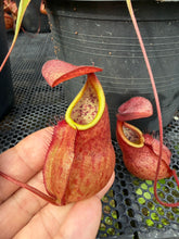 Load image into Gallery viewer, N. kampotiana - Specimen 5
