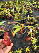 Load image into Gallery viewer, N. kampotiana - Specimen 6
