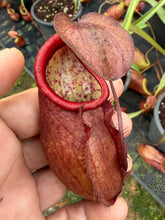 Load image into Gallery viewer, N. kampotiana - Specimen 7
