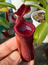 Load image into Gallery viewer, N. lowii x ventricosa - Specimen 1
