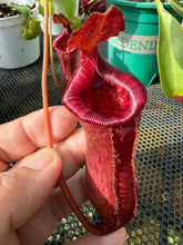 Load image into Gallery viewer, N. lowii x ventricosa - Specimen 2
