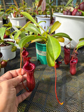 Load image into Gallery viewer, N. lowii x ventricosa - Specimen 2

