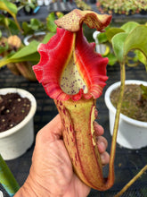 Load image into Gallery viewer, N. (Rokko x boschiana) x veitchii) x (boschiana x veitchii)
